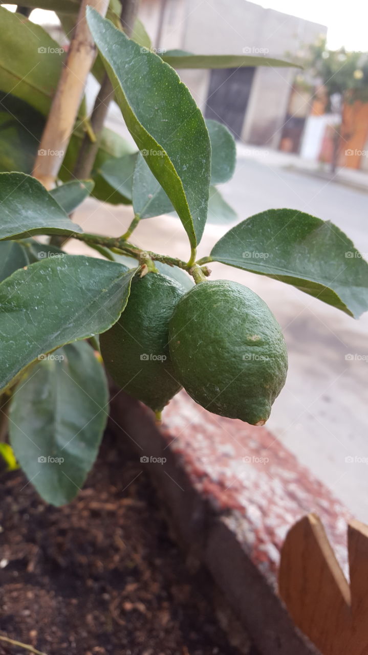fruto de árbol de limón