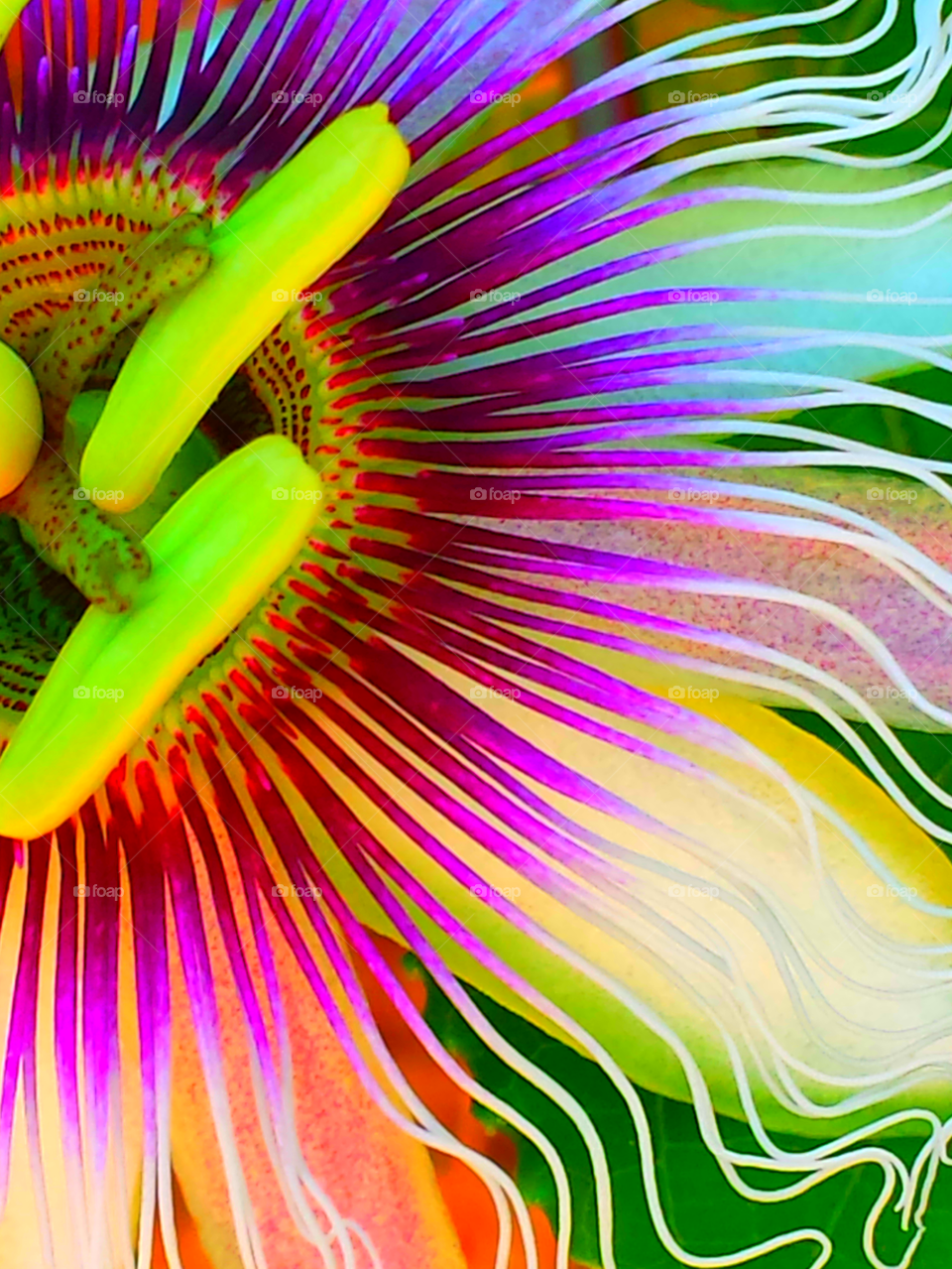 "Passion Of The Christ Flower"