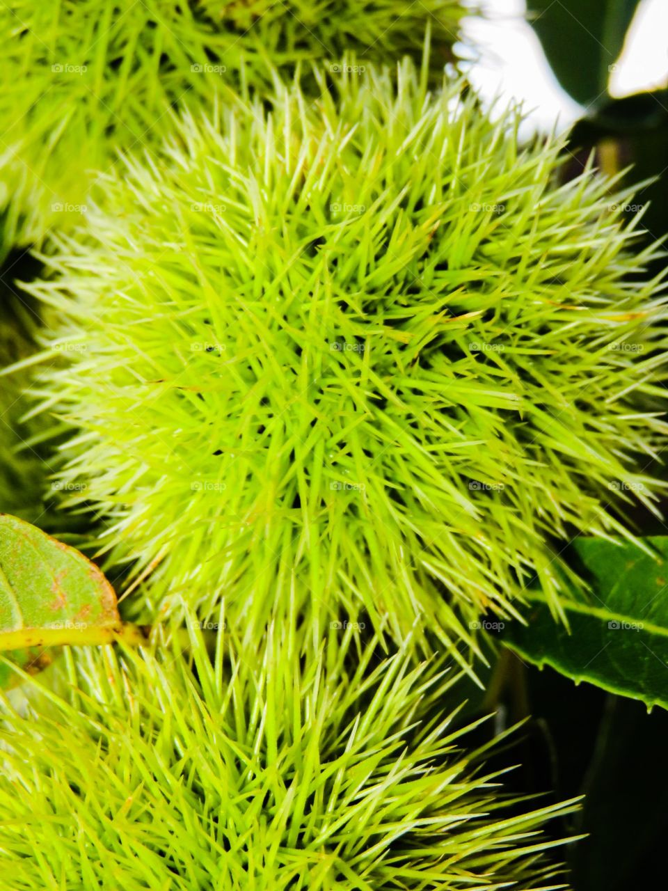 Green plants