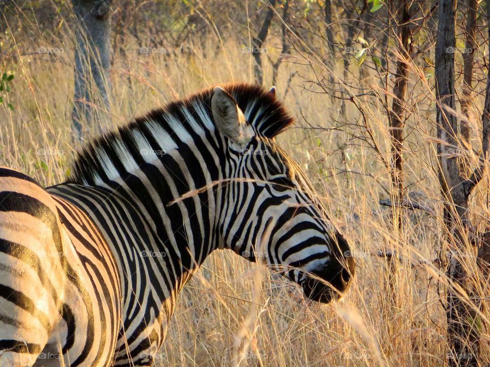 the sun shines on a zebra in Kruger National Park