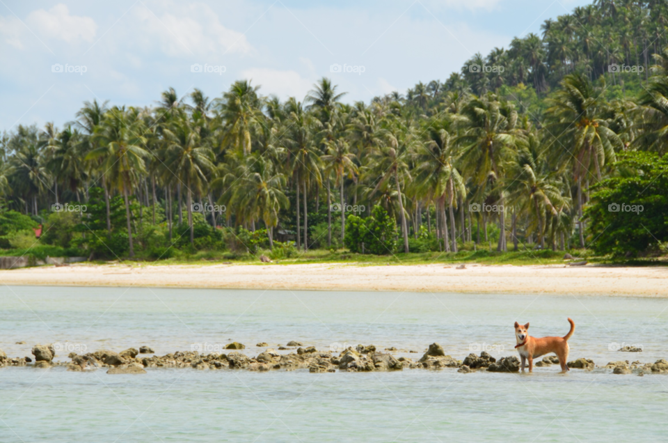 beach summer palm dog by lanocheloca