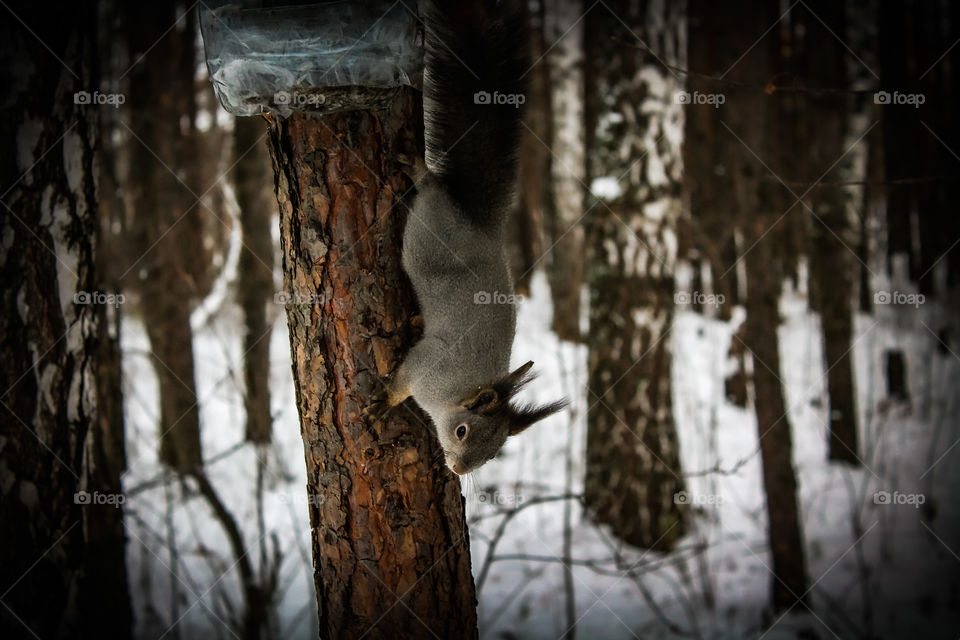 Cute forest squirrel