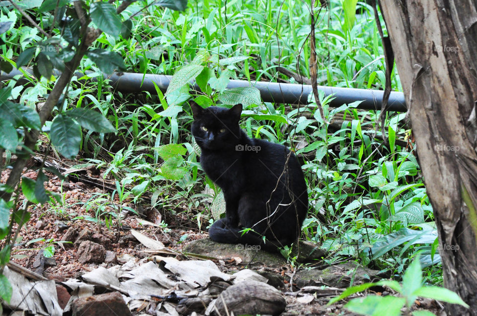 black wild cat