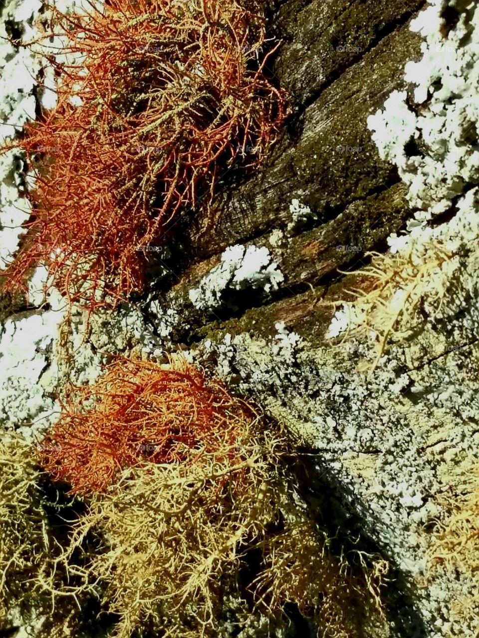 Liquen : Esta forma de vida lembra as plantas por sua forma e seu habitat: líquens moram em árvores, gramados, florestas e vários tipos de terrenos.