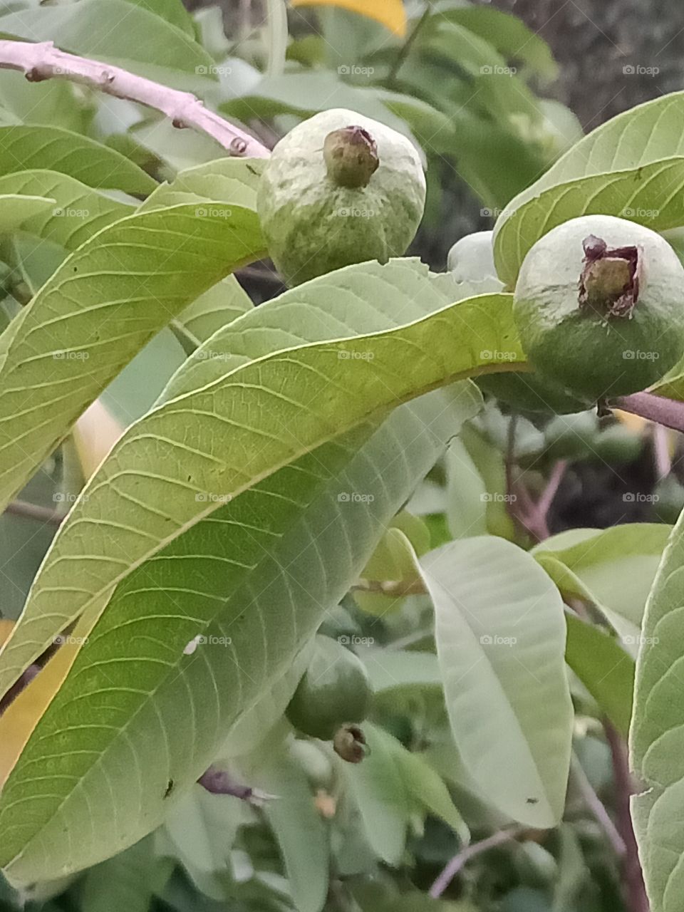 guva plant