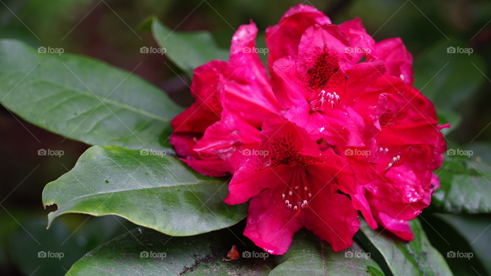 Red flower