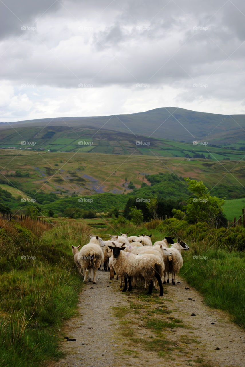 Sheep in the mountains 