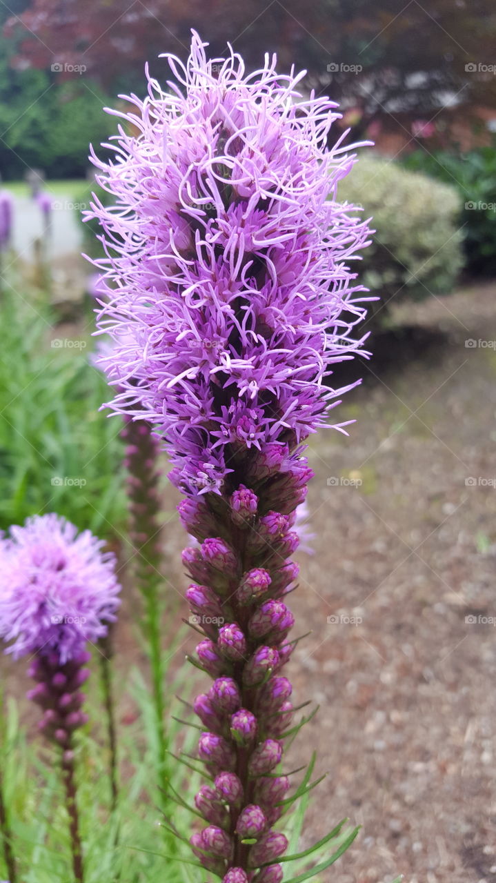 purple frond flower