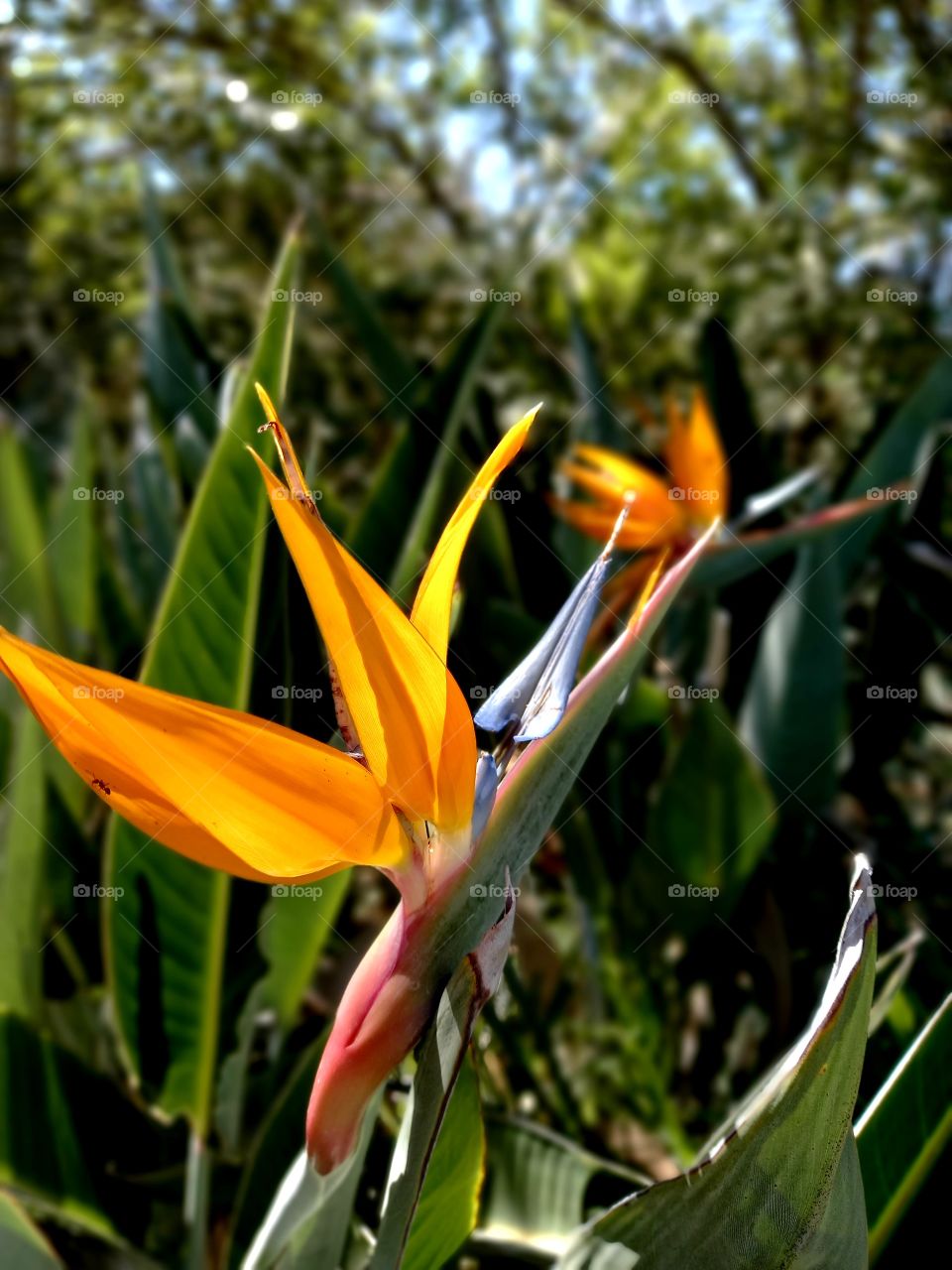 Garden flowers