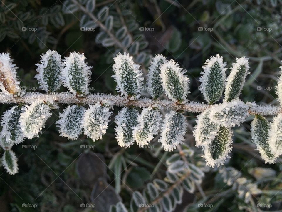 Frost