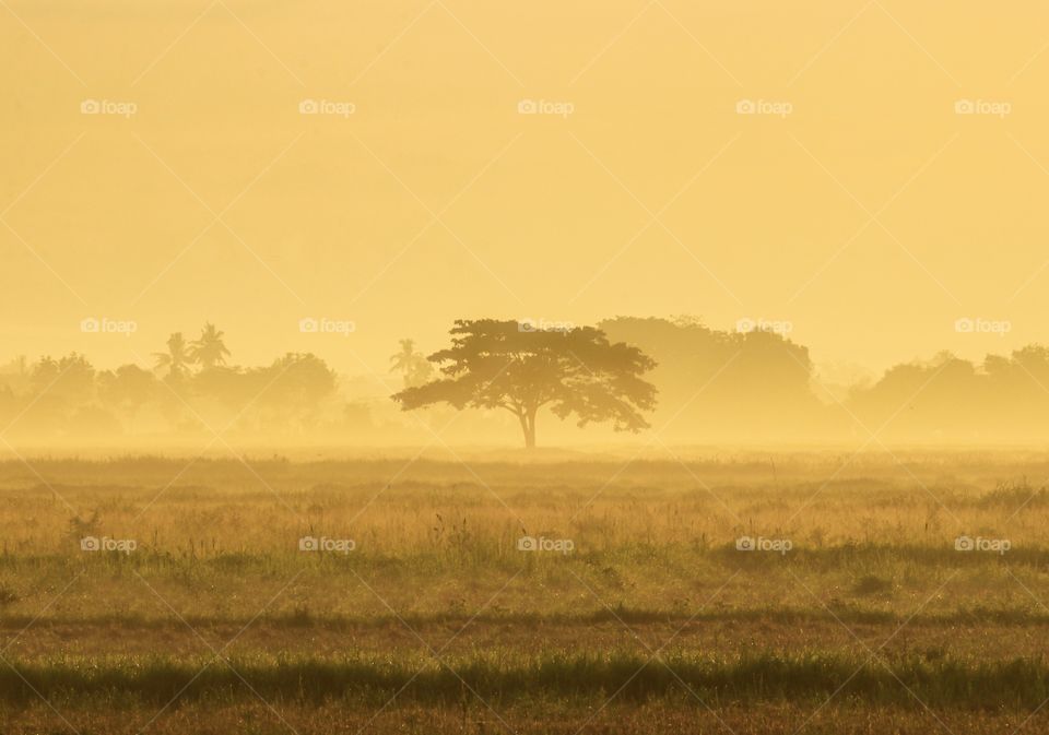 Alone Tree at the Fields during Foggy Sunrise