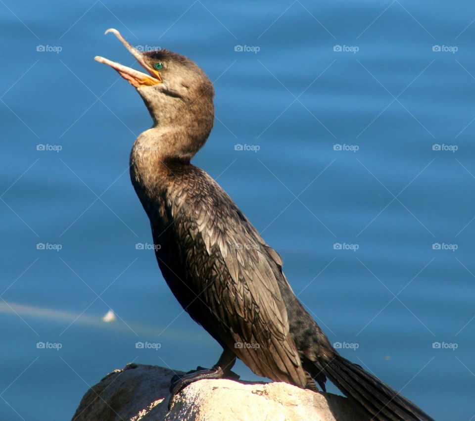 Profile of a Cormorant