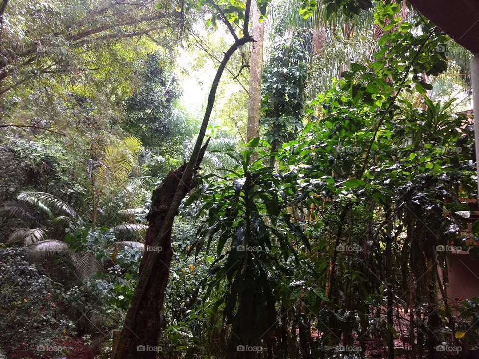 tropical forest in Brazil