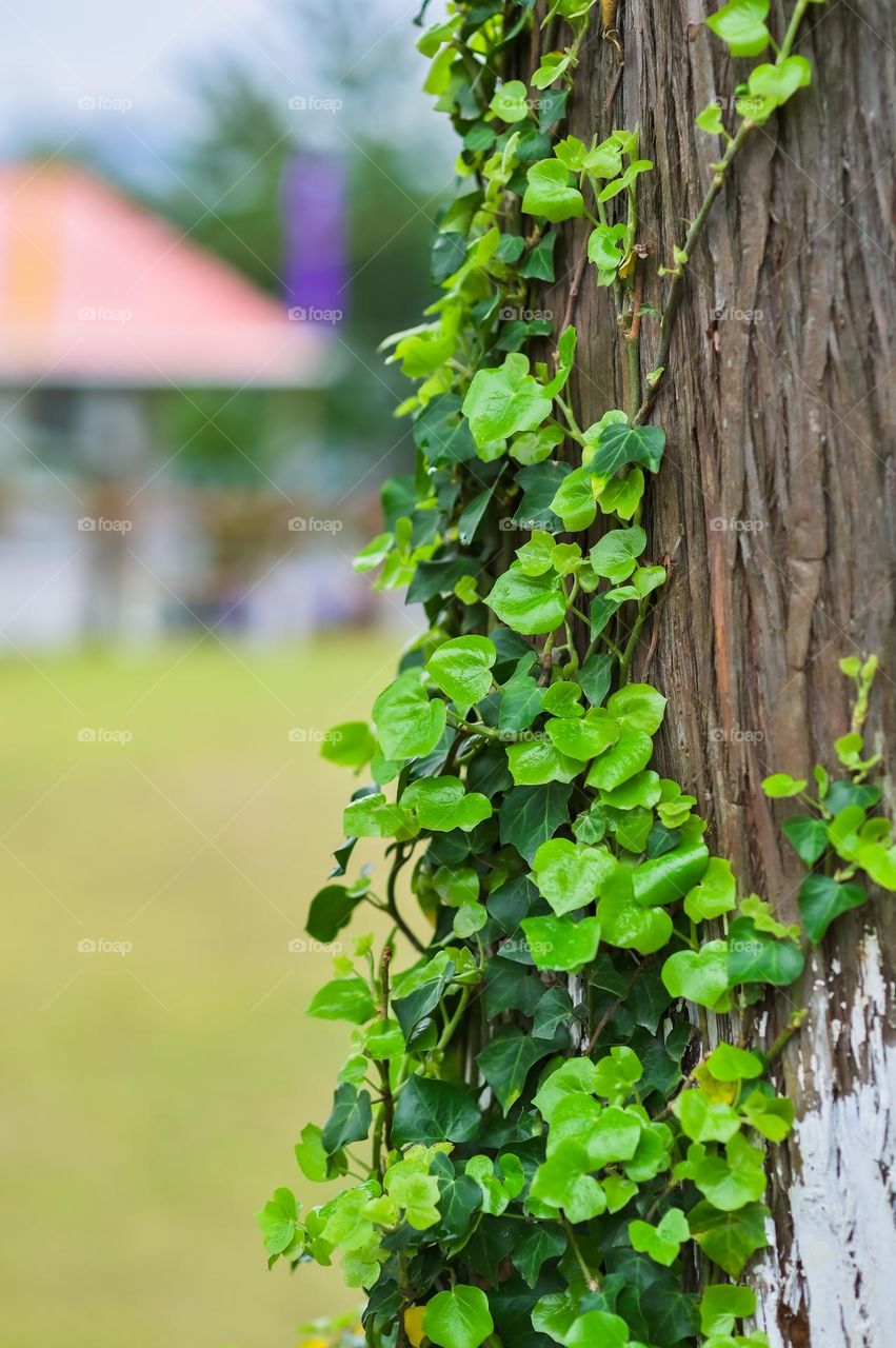 Only during spring season you see the beauty of nature. Vines climbing up a tree trunk.