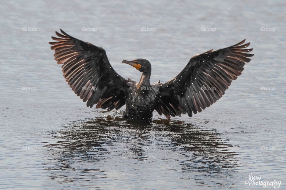 Cormorant