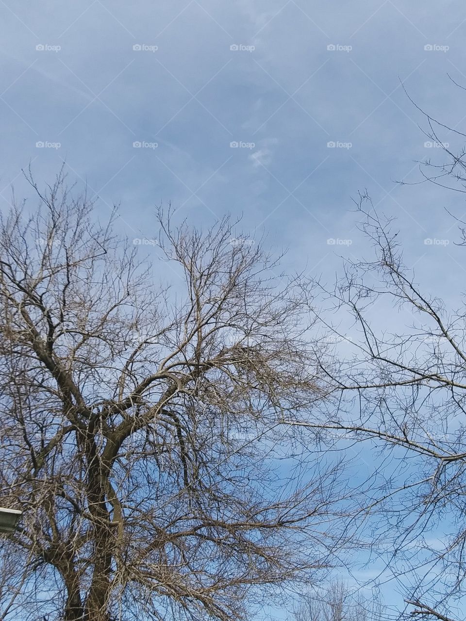 trees on a winter's day