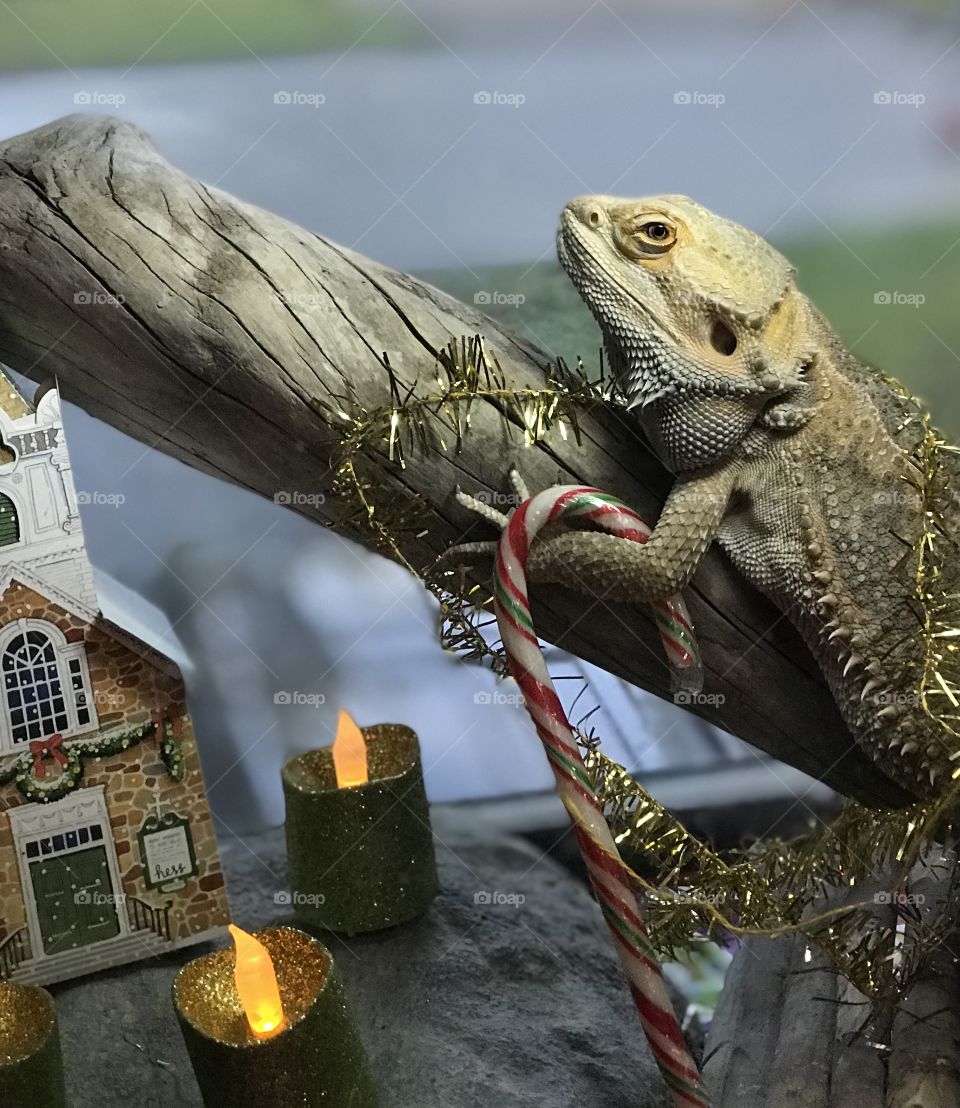 Stormy the bearded dragon is celebrating Christmas too! A little cardboard church, some battery powered candles, Christmas paper to line his cage, a string of lights, a gold garland to wrap himself with and a candy cane for a treat!