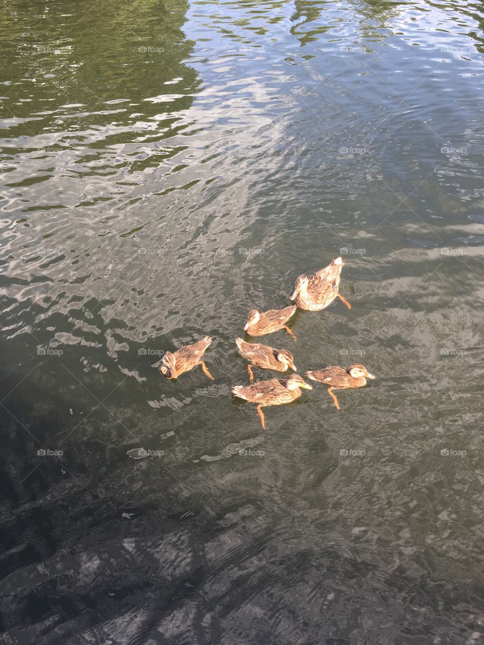 Momma ducks and her babies