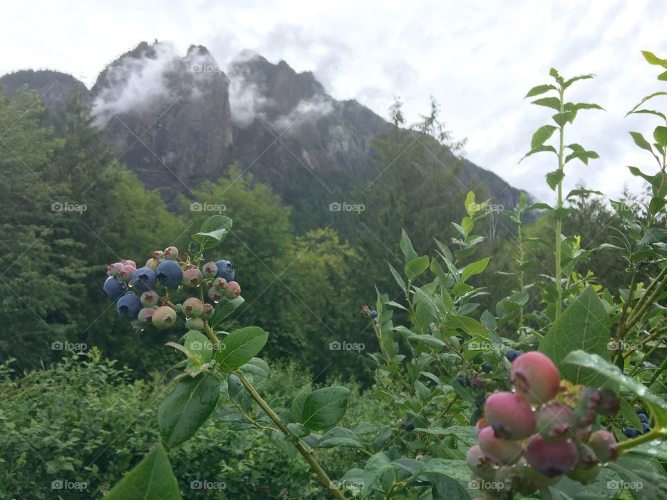 Blueberries, fog, mountains