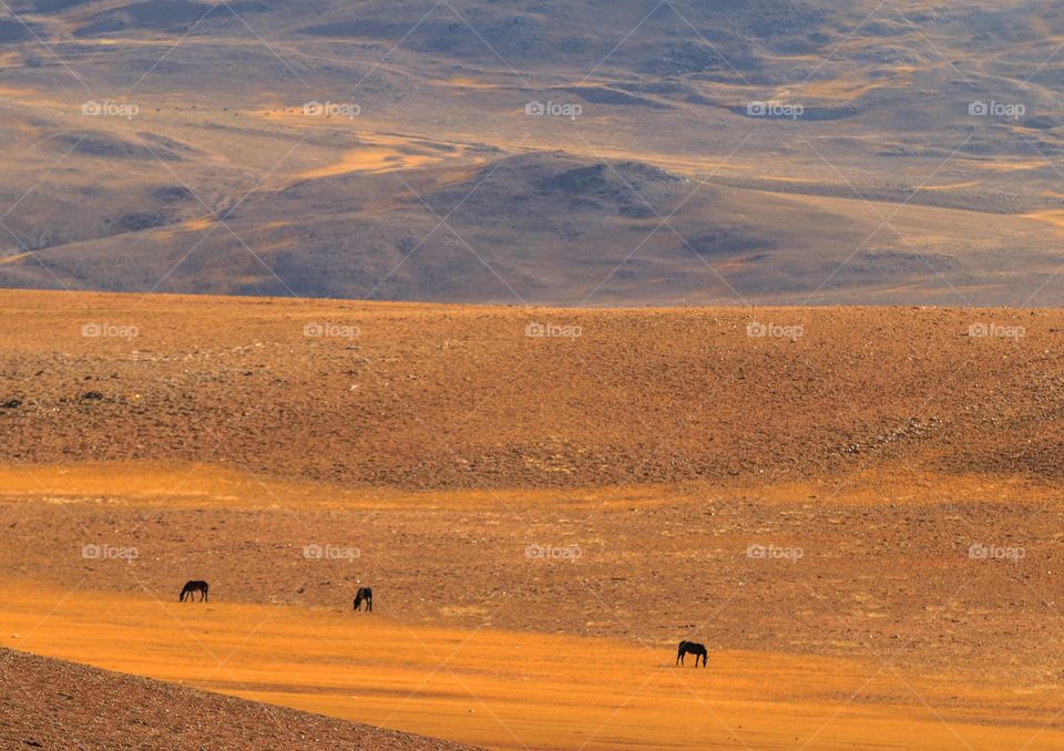 mesmerizing landscape of Ladakh towards Tso Kar , India