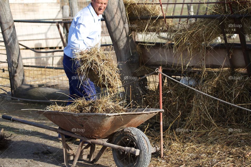 Man putting hay in wheelbarrow