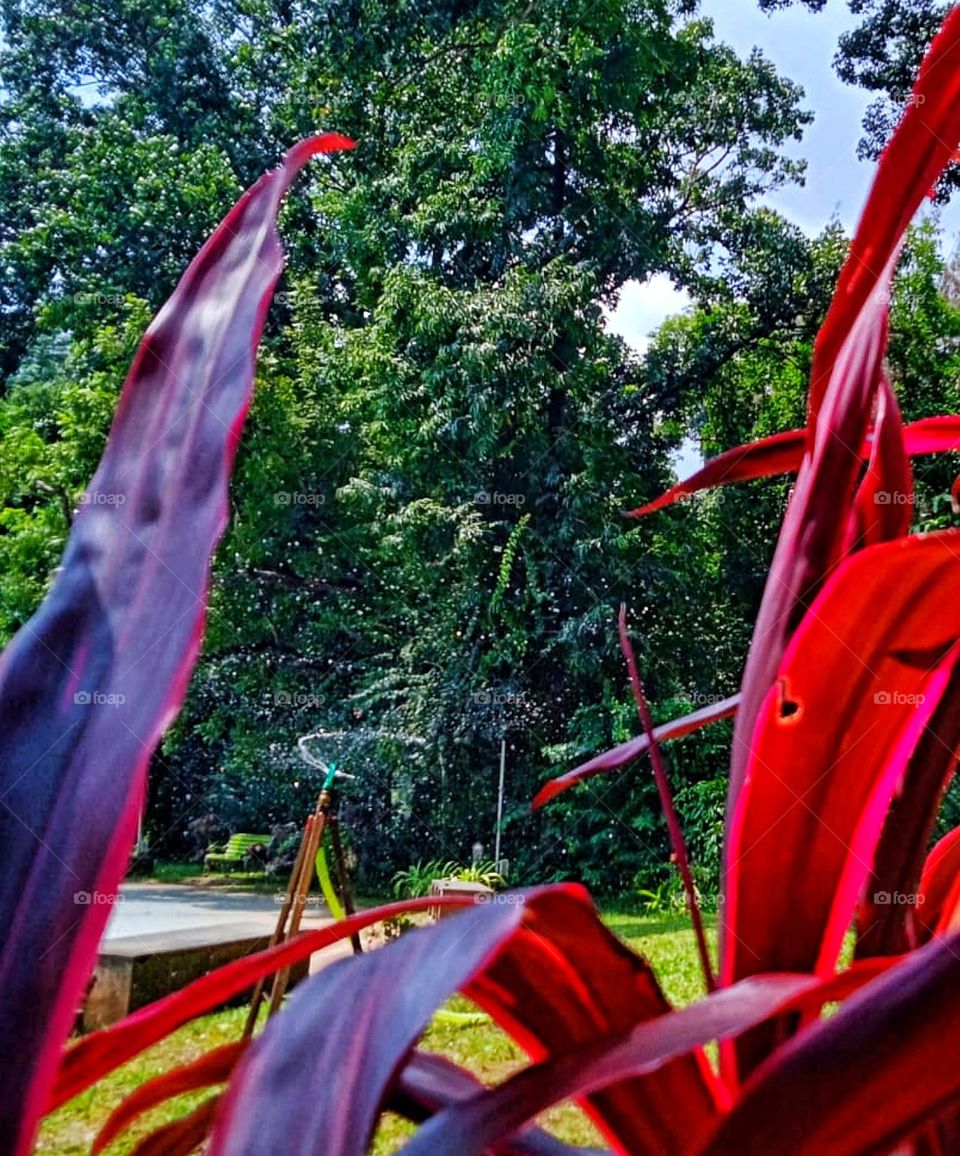 water spray for gardening