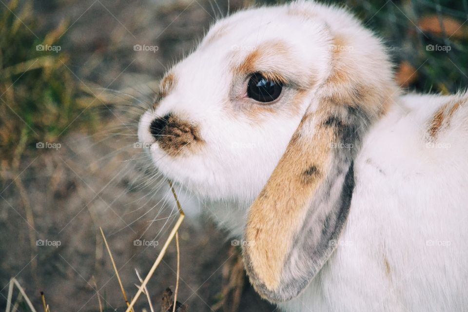 Cute Rabbit