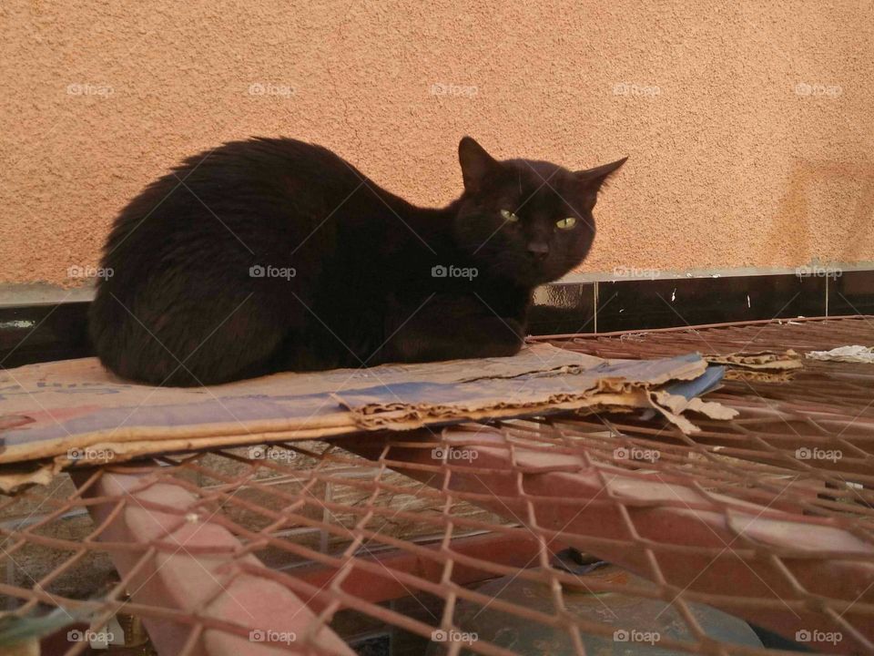 Beautiful black cat looking at my camera