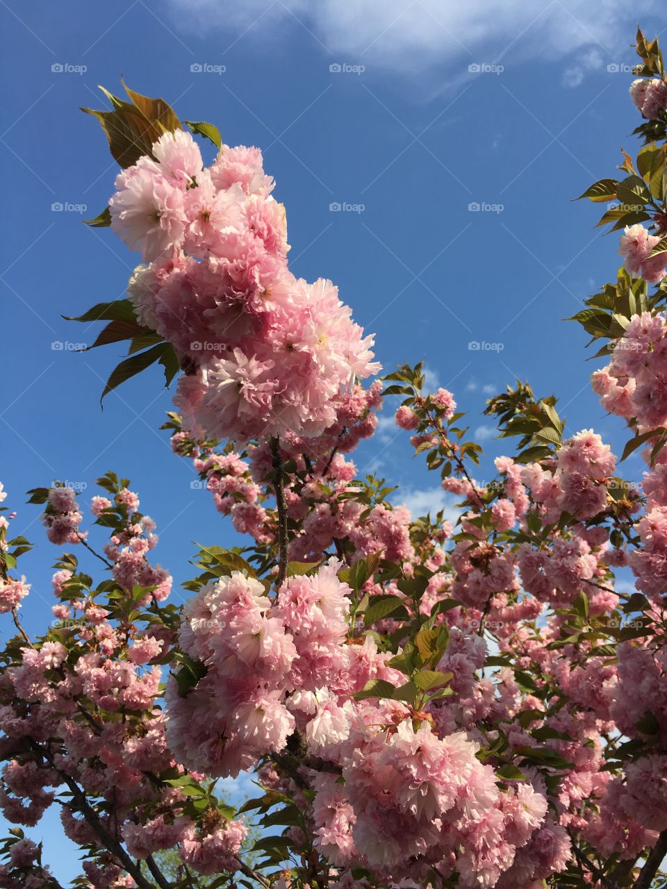 Kwanzan Japanese Ornamental Cherry