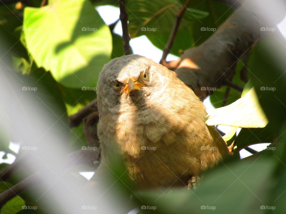 Jungle babbler bird or (Turdoides striata) or beautiful seven sisters or angry bird