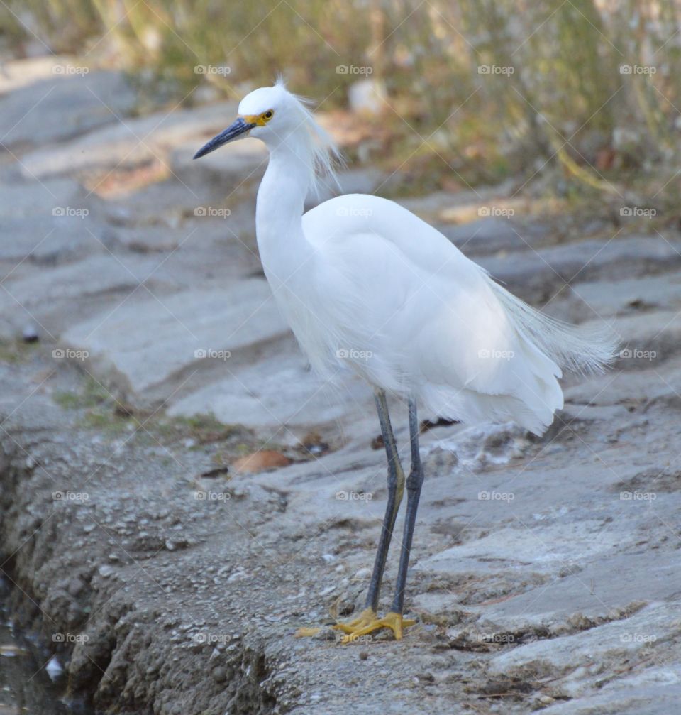 white Heron with yellow feet fishing at the edge of a duck pond