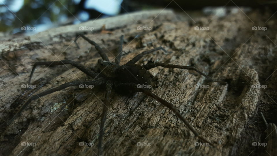 spider find