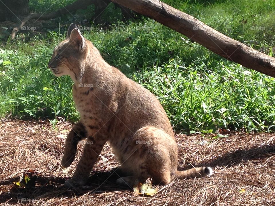 A bobcat at the western North Carolina nature center.