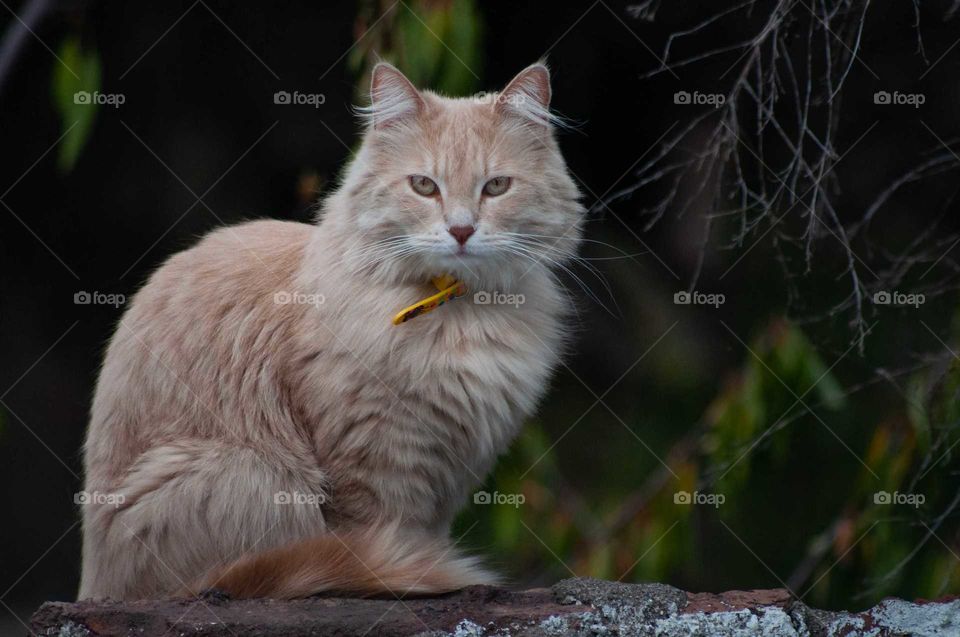 cat on the wall