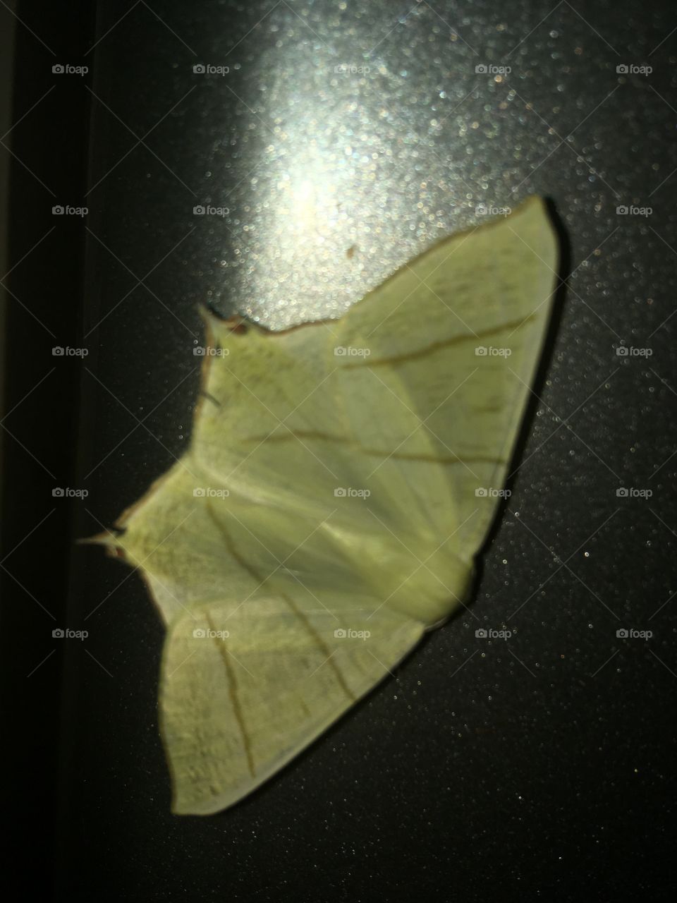 Km moth wings light 