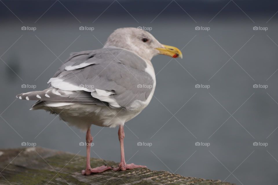 Seagull on the dock