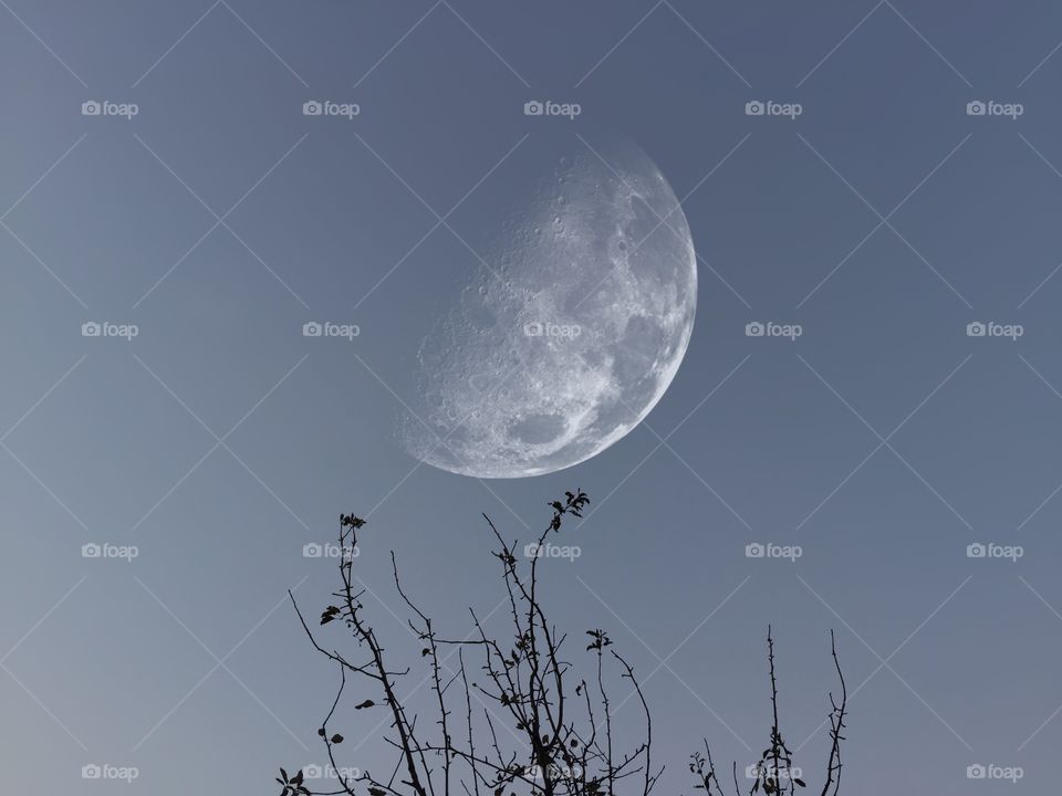 Moon and tree 