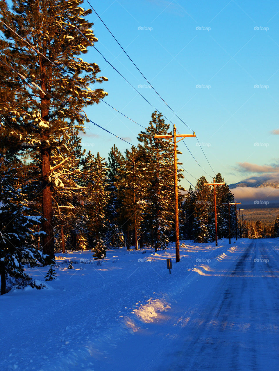 Pole Lined Road