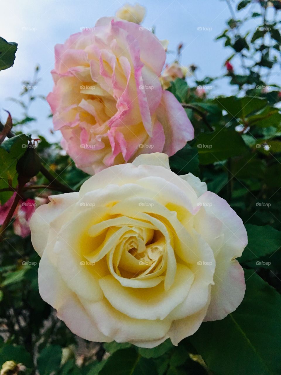 🇧🇷 Flores maravilhosas do nosso jardim. E essas roseiras de suas cores? / 🇺🇸 Wonderful flowers from our garden. And these rose bushes of your colors?