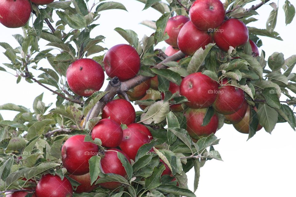 Apple Tree