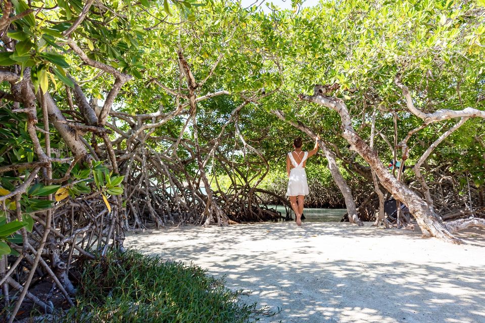 Model among mangroves