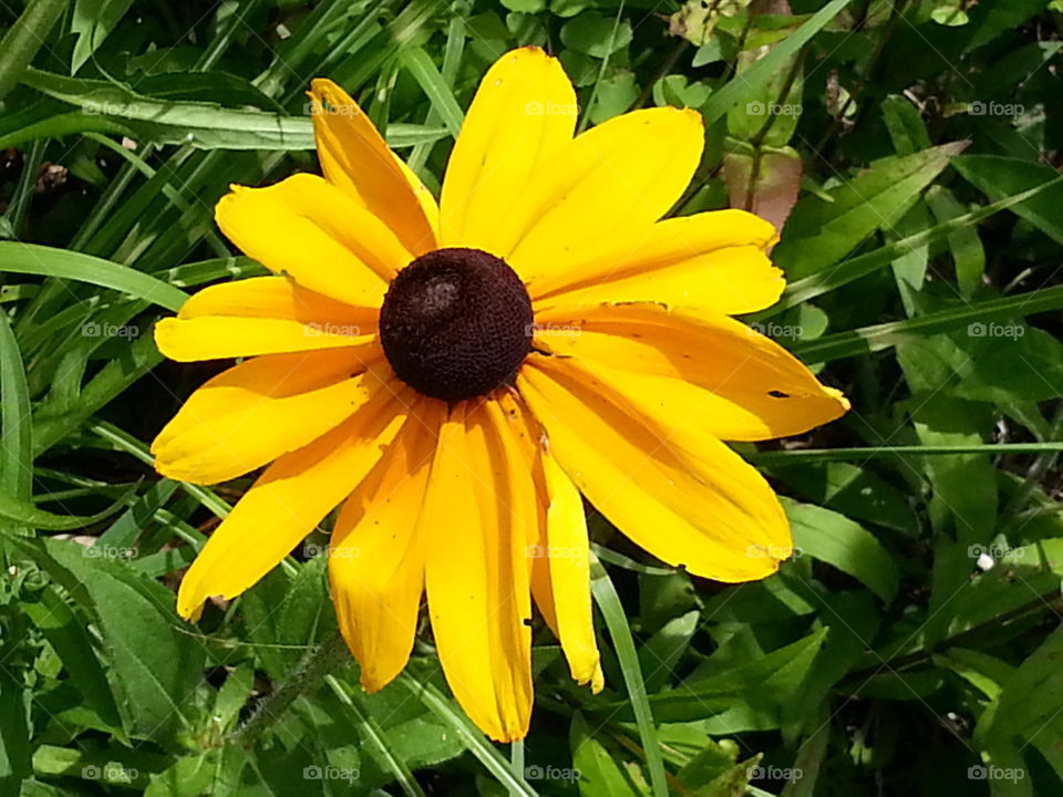 Black-eyed Susan