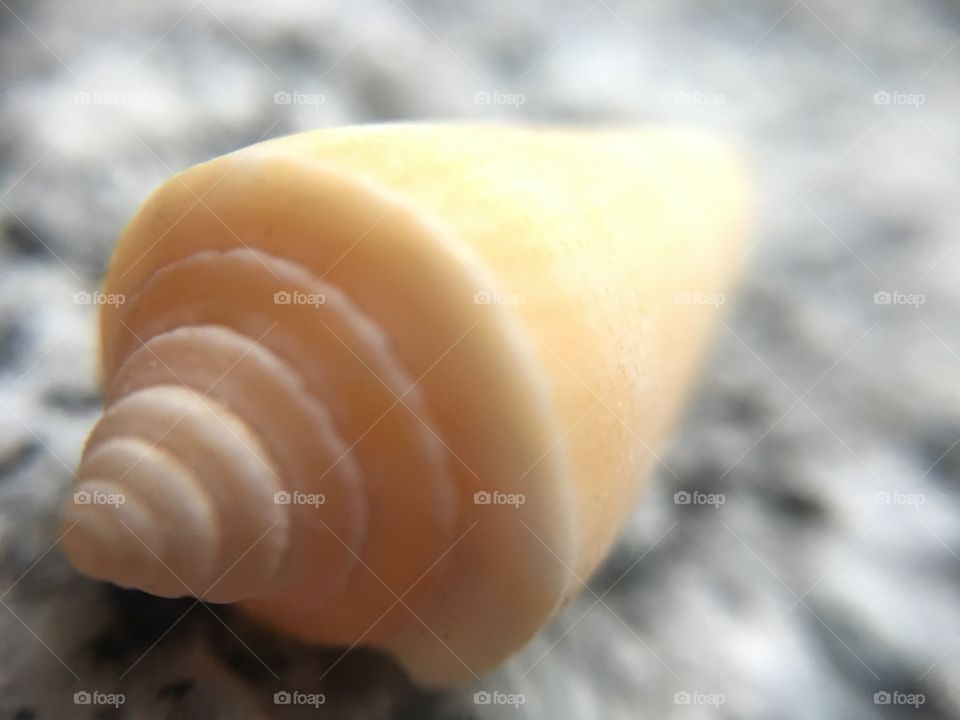 Spiral structure on the little seashell 