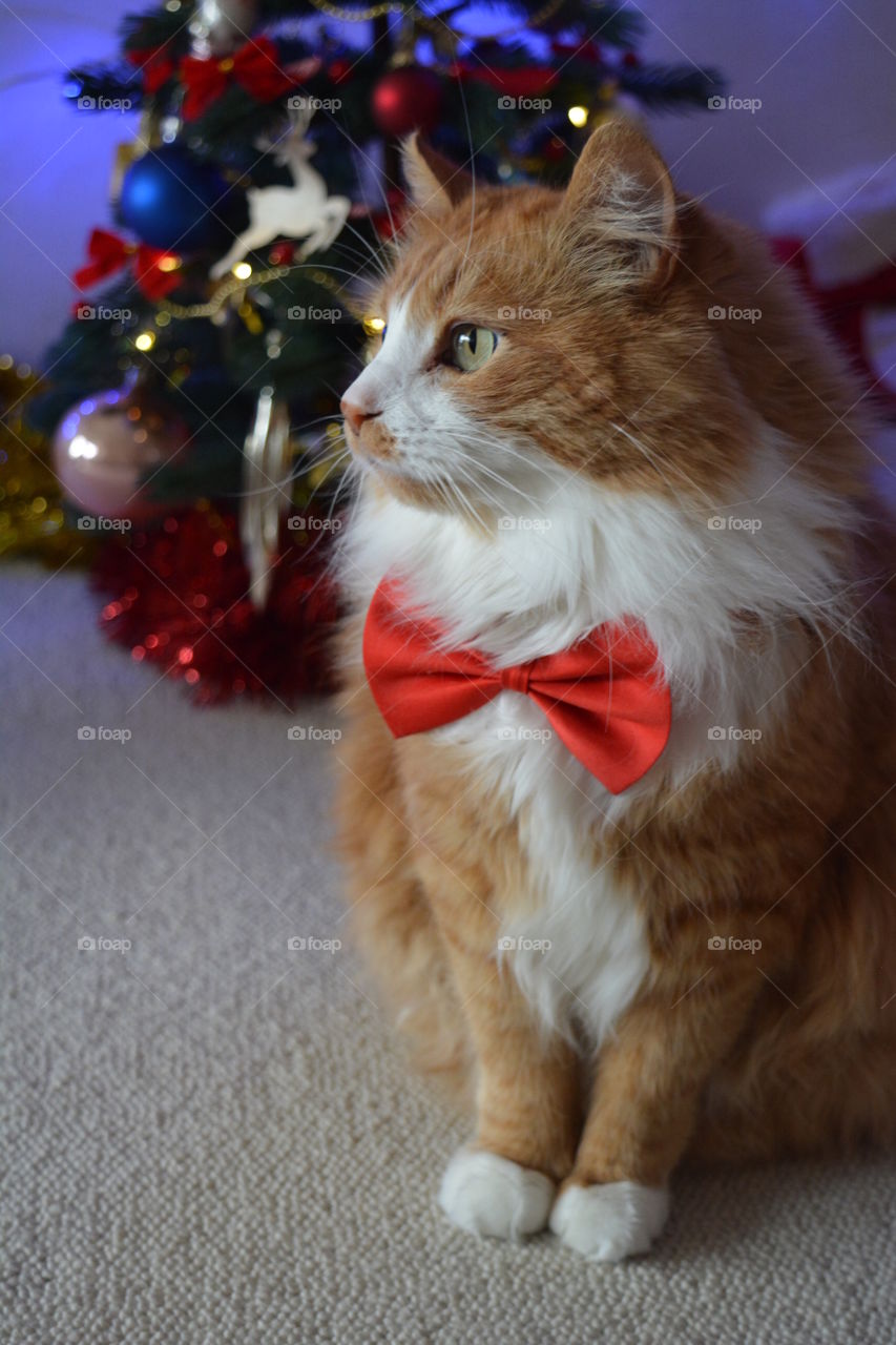ginger cat in red bow tie Christmas holiday funny portrait and Christmas decorations
