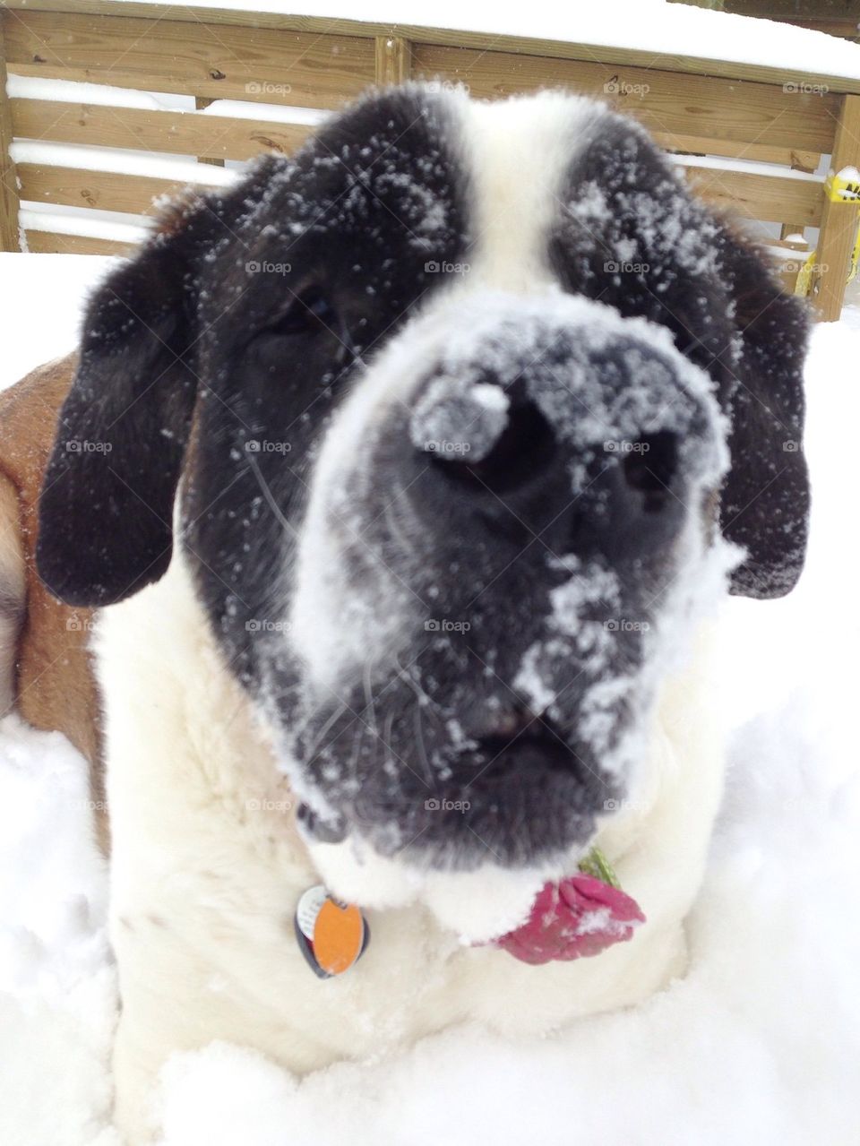 Snow dog day