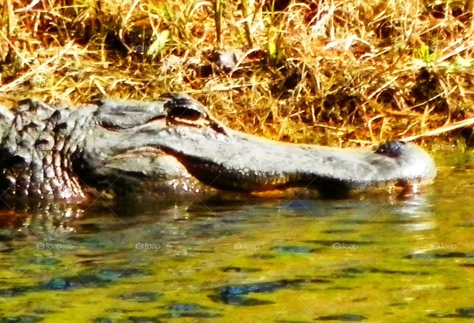 Alligator Smiles