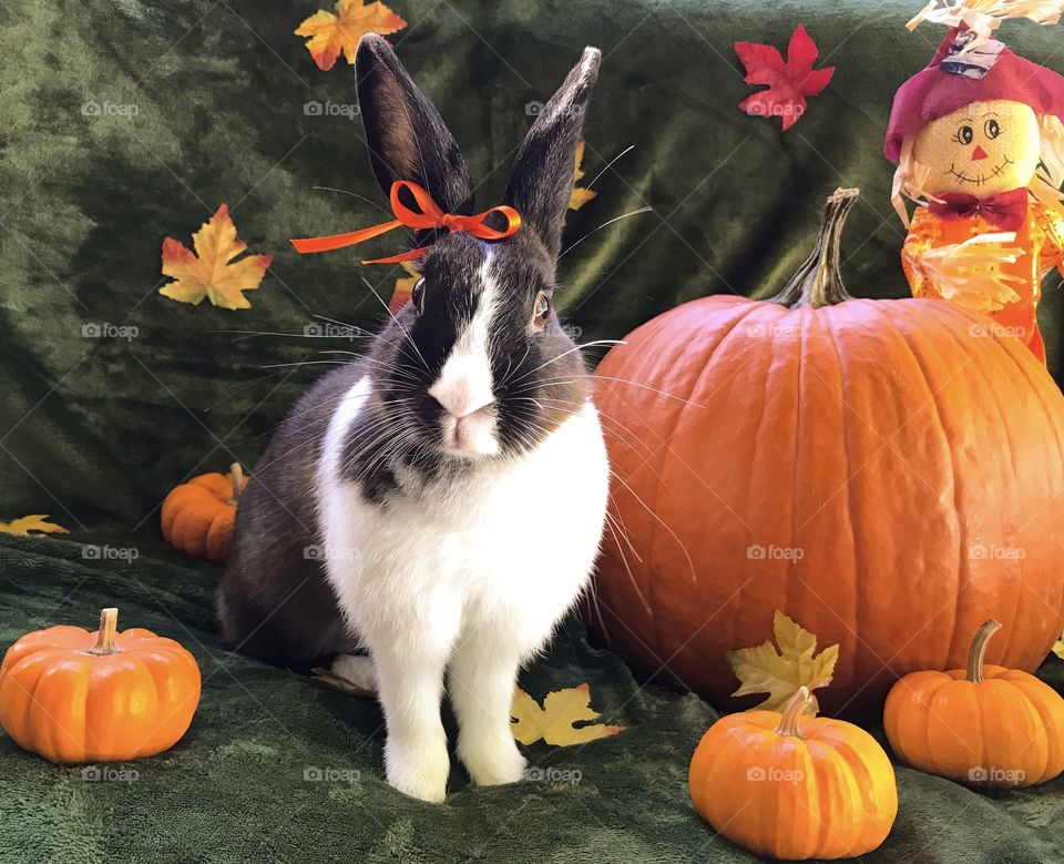 Thanksgiving pumpkin and fall
Leaves and bunny