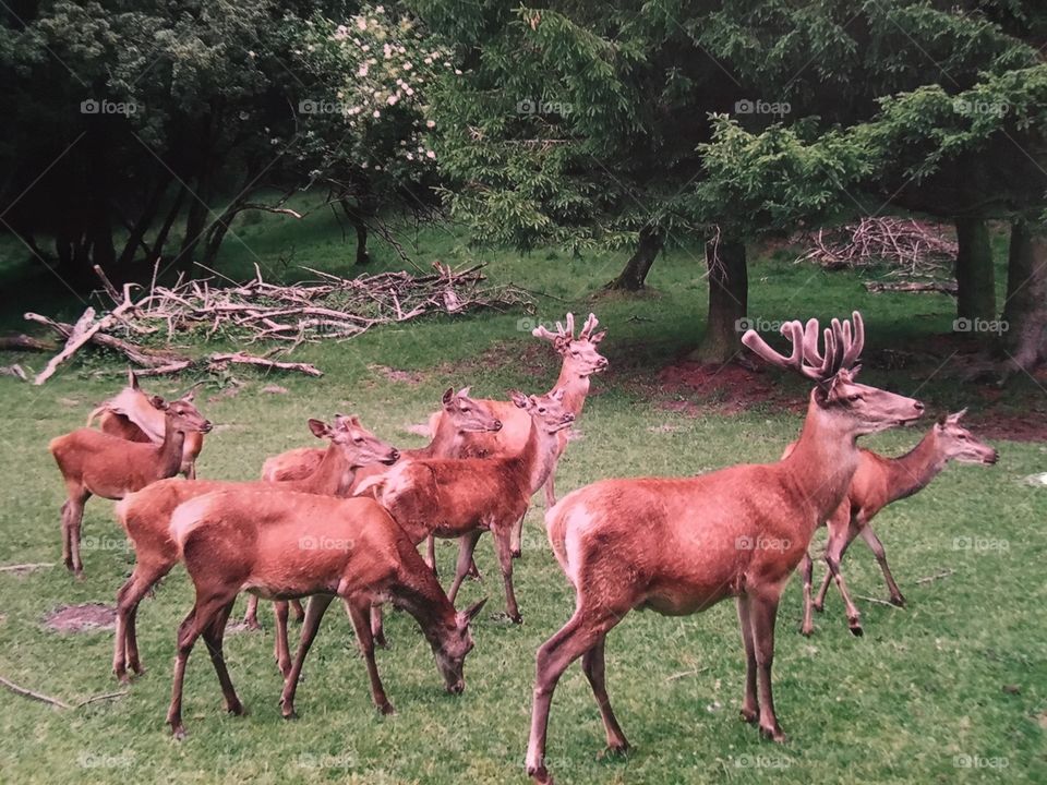 Deer in Germany