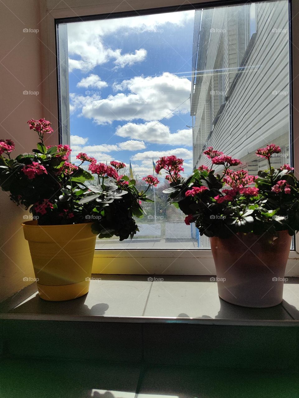 flowers on the windowsill, sunny morning, blue sky, beauty, morning, flowers, indoor flowers, plants