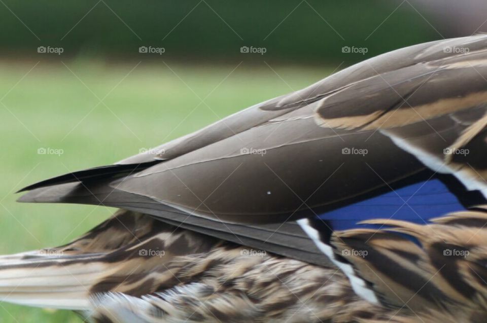 Duck plumage